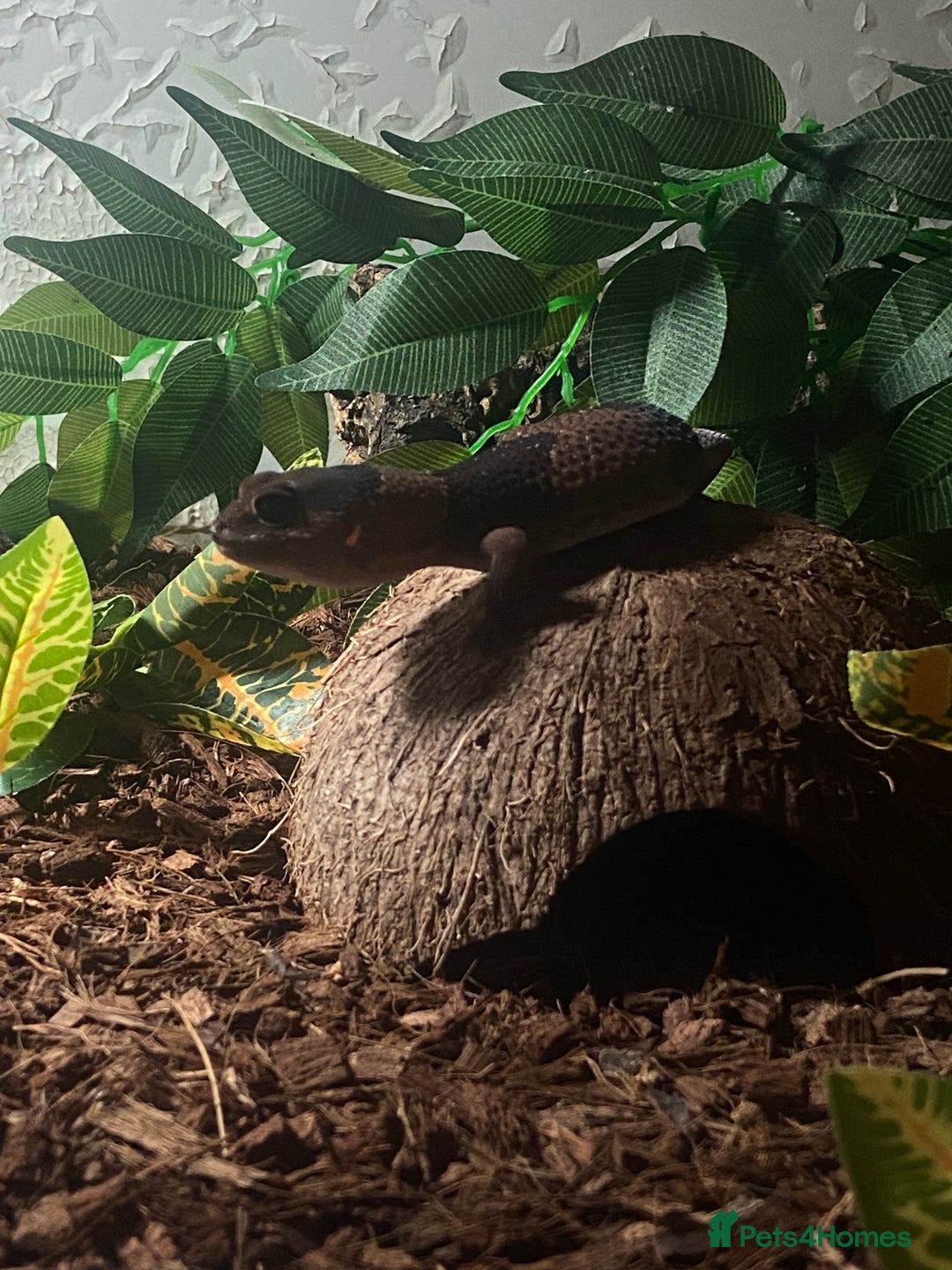Lizard reptiles for sale: African fat tail gecko + full setup  - Advert 10