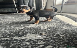 Miniature Pinscher dogs for sale: KC Miniature Pinscher puppies - Image 5