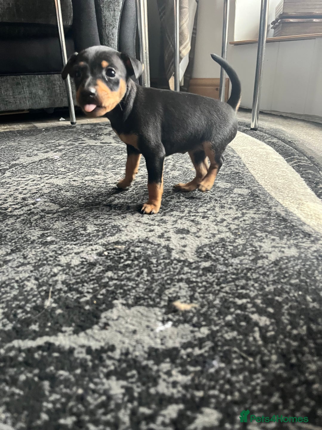 Miniature Pinscher dogs for sale: KC Miniature Pinscher puppies - Image 5