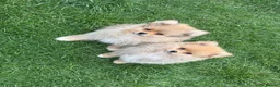 Pomeranian dogs for sale: Beautiful friendly and playful puppys pomeranians - Advert 9