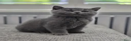 British Shorthair cats for sale: Gorgeous British Shorthair kittens Cute & Adorable - Advert 5