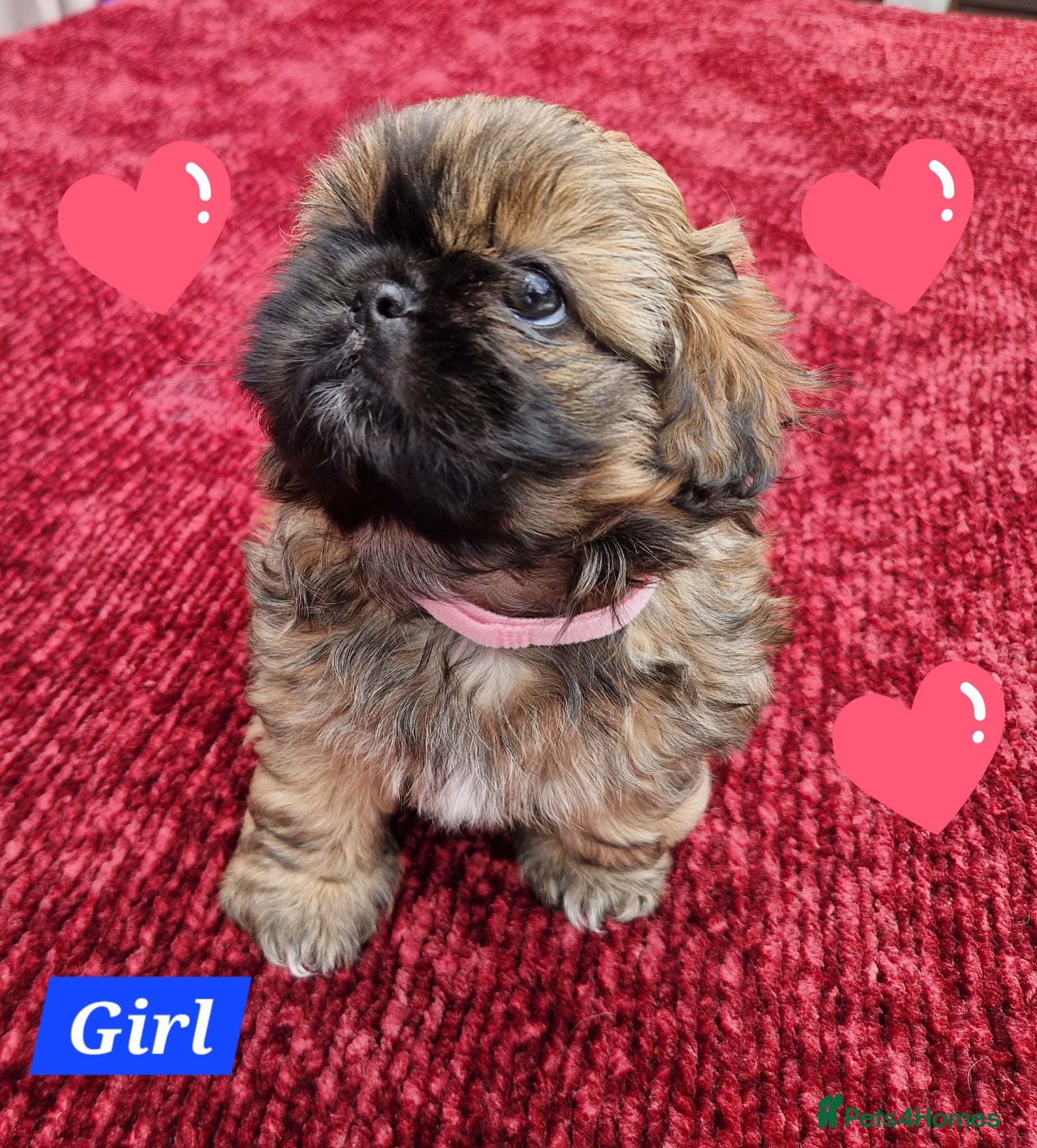 Shih Tzu dogs Shih tzu puppies looking for their forever home. - Advert 2