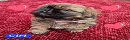 Shih Tzu dogs for sale: Shih tzu puppies looking for their forever home. in Leeds - Advert 2