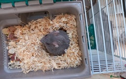 Hamster rodents for sale: Hamster for (Cage & accessories included) - Image 4