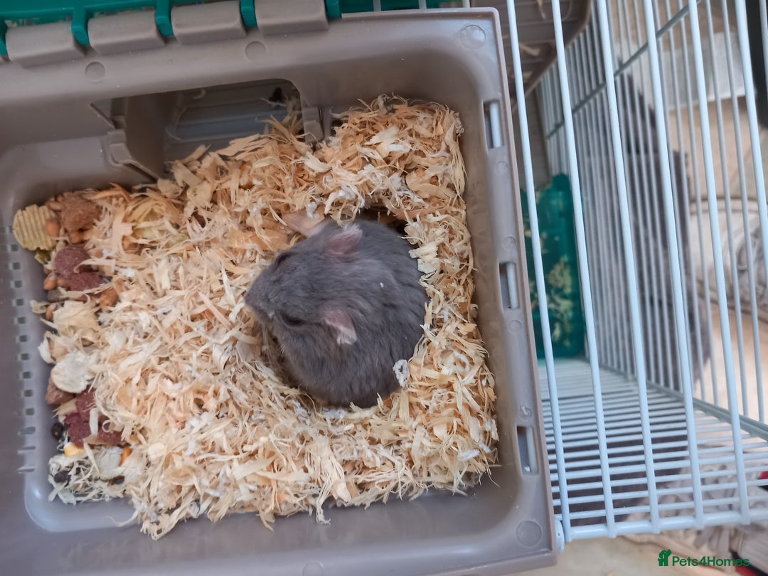 Hamster rodents for sale: Hamster for (Cage & accessories included) - Image 4