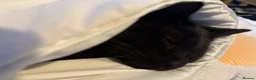 Mixed Breed cats for sale: 2 x Beautiful Male Kittens - Advert 1
