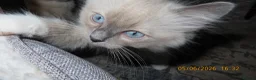 Ragdoll cats for sale: Beautiful Blue Point Mitted Ragdoll Boy - Advert 22