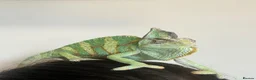 Chameleon reptiles for sale: Veiled Chameleon with Terrarium in Bristol - Advert 3