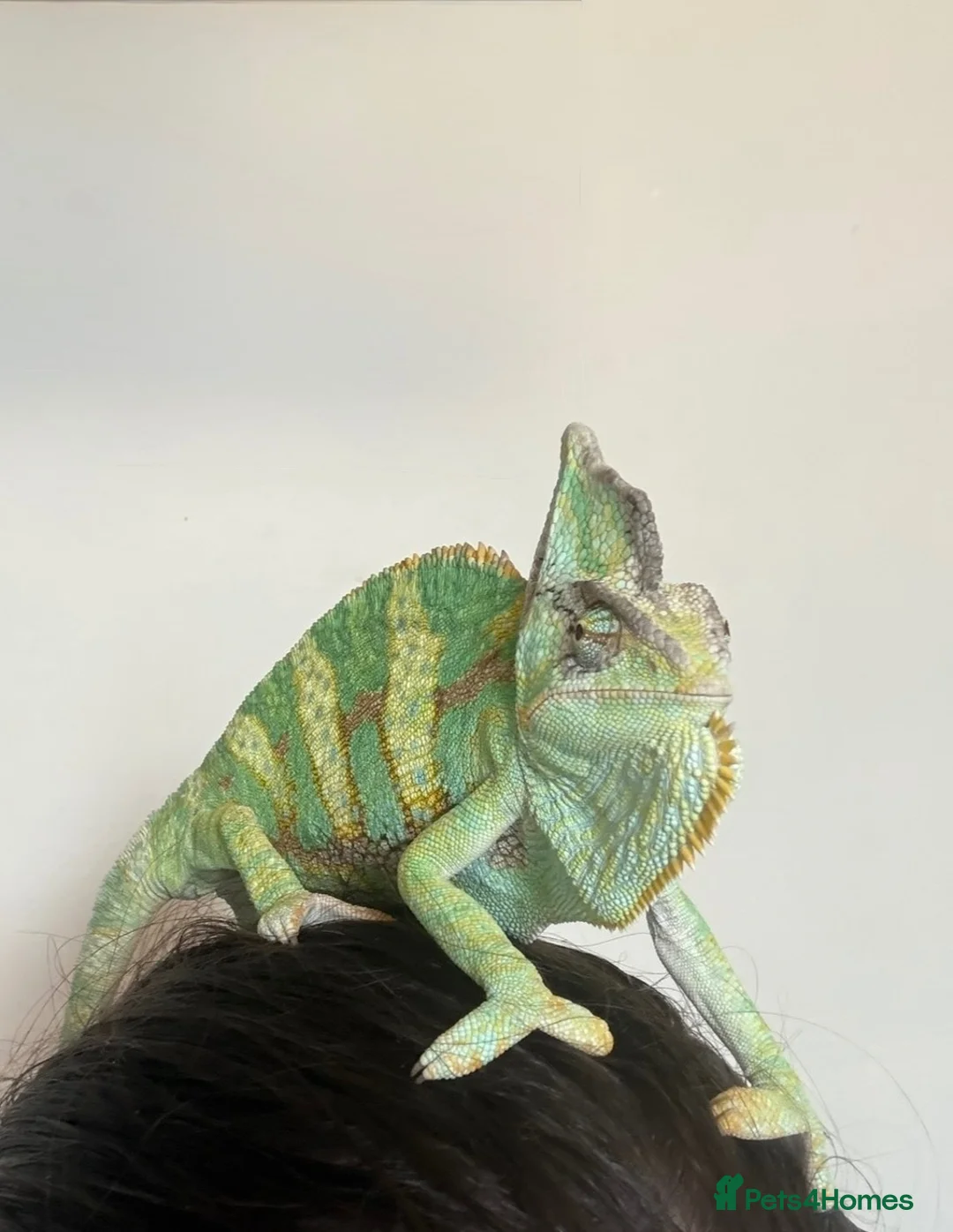Chameleon reptiles for sale: Veiled Chameleon with Terrarium in Bristol - Advert 3