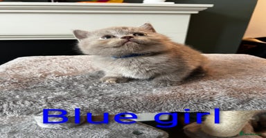 British Shorthair cats - Advert 5