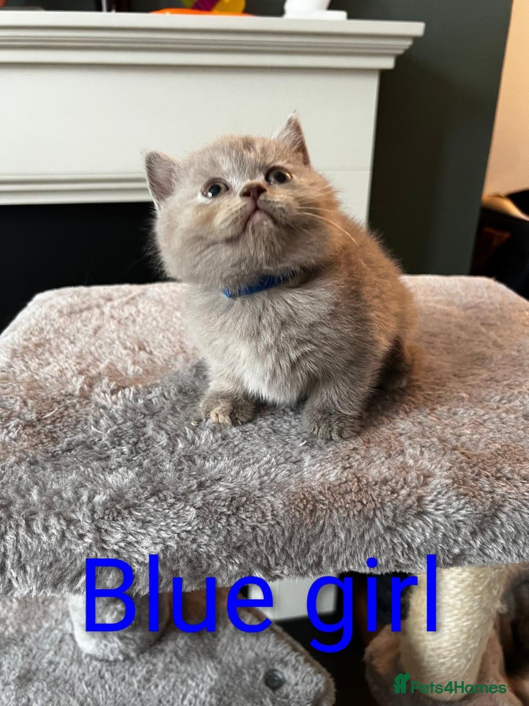 British Shorthair cats for sale: Adorable GCCF Kittens Available - Image 2