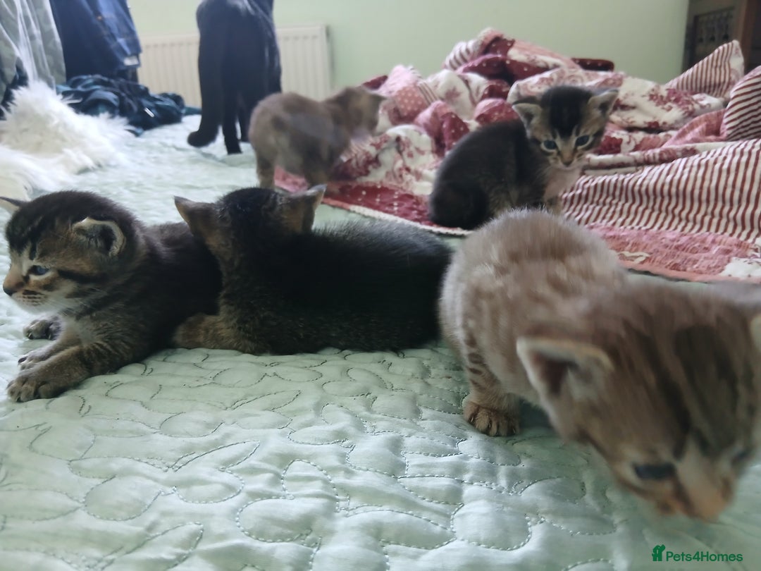 Oriental cats for sale: 4 girls 1 boy - Image 10