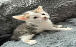 Mixed Breed cats for sale: Adorable Kittens Ready for Their Forever Homes!  - Image 16
