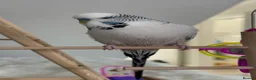 Budgerigars birds for sale: Talking Budgie Heartbreaking sale  in Newcastle upon Tyne - Advert 3