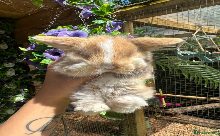 Mini Lop rabbits - Advert 5