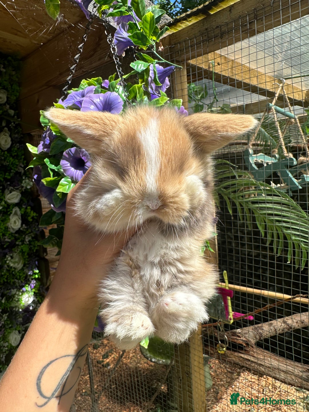 Mini Lop rabbits for sale: Cutest Baby Mini Lop Bunny’s  - Image 9