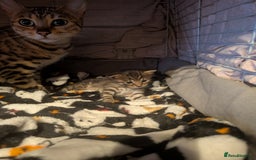 Bengal cats for sale: Beautiful Bengal X Maine coon baby  - Image 5