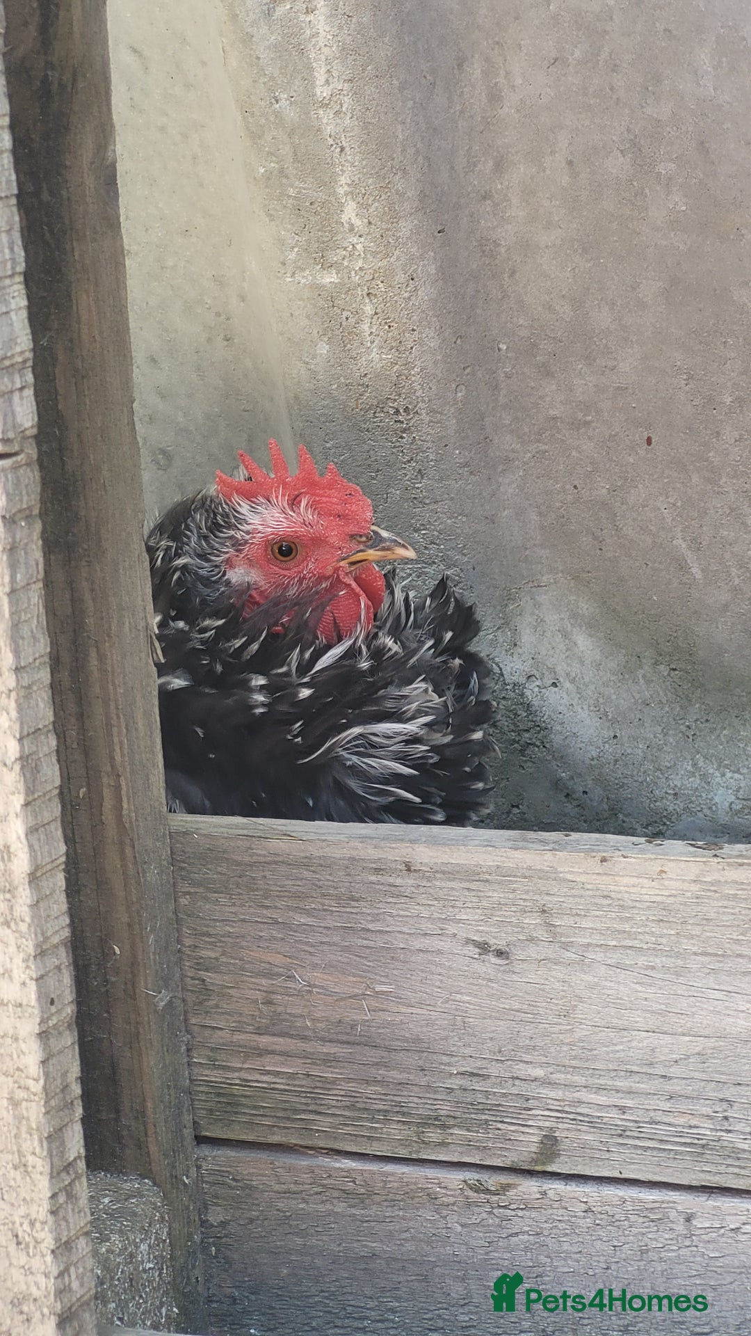 Chickens poultry for sale: 5 Male Pekin Bantams - Image 4
