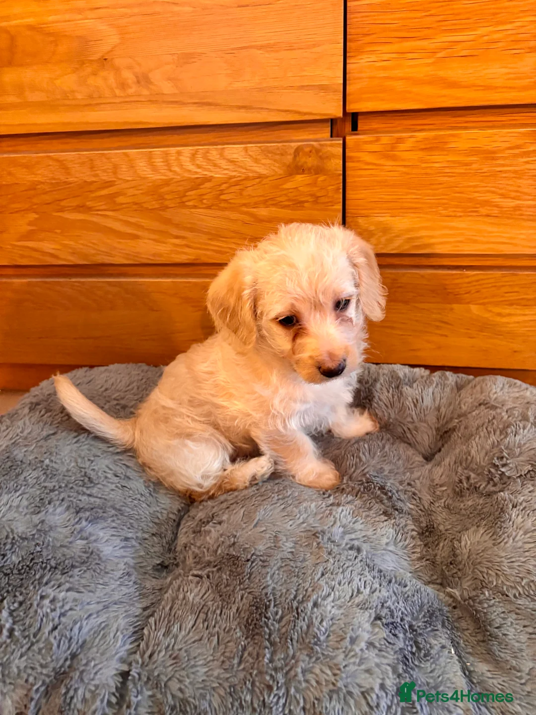 Mixed Breed dogs for sale: Puppy girl  - Advert 3