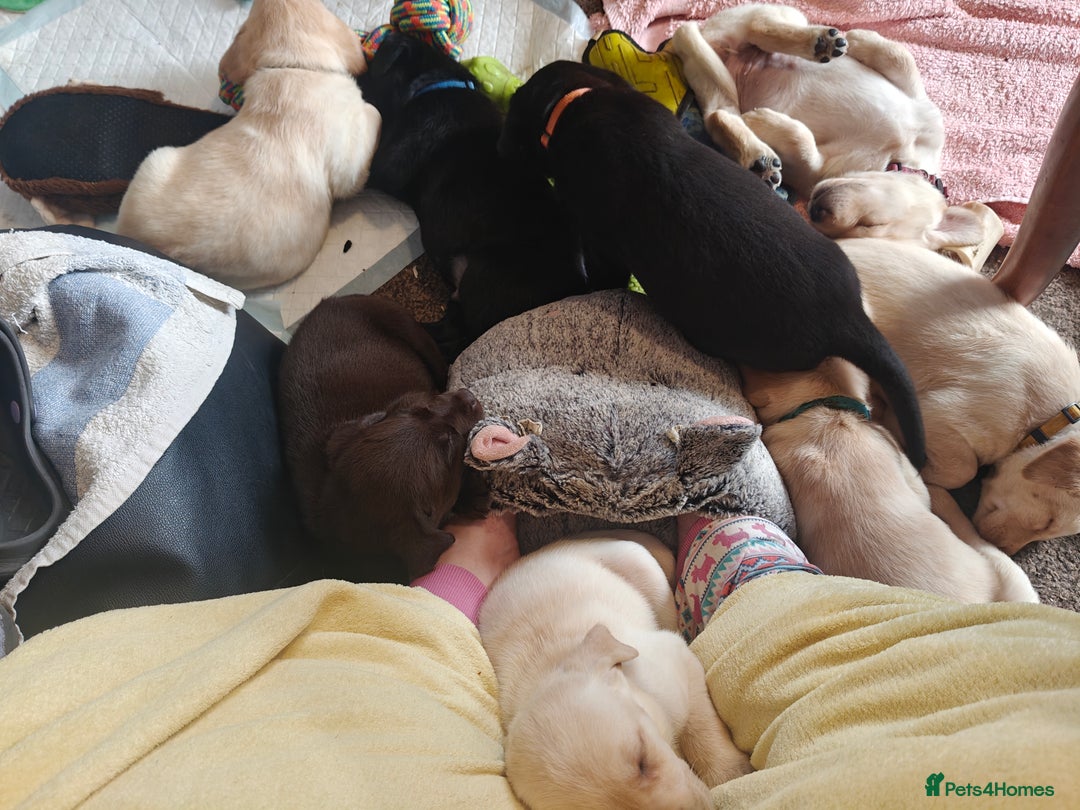 Labrador Retriever dogs for sale: Quality KC reg labs (Rare blue eyes!) - Advert 17