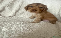Cocker Spaniel dogs for sale: Show cocker spaniel pups ready 4th November  - Image 38