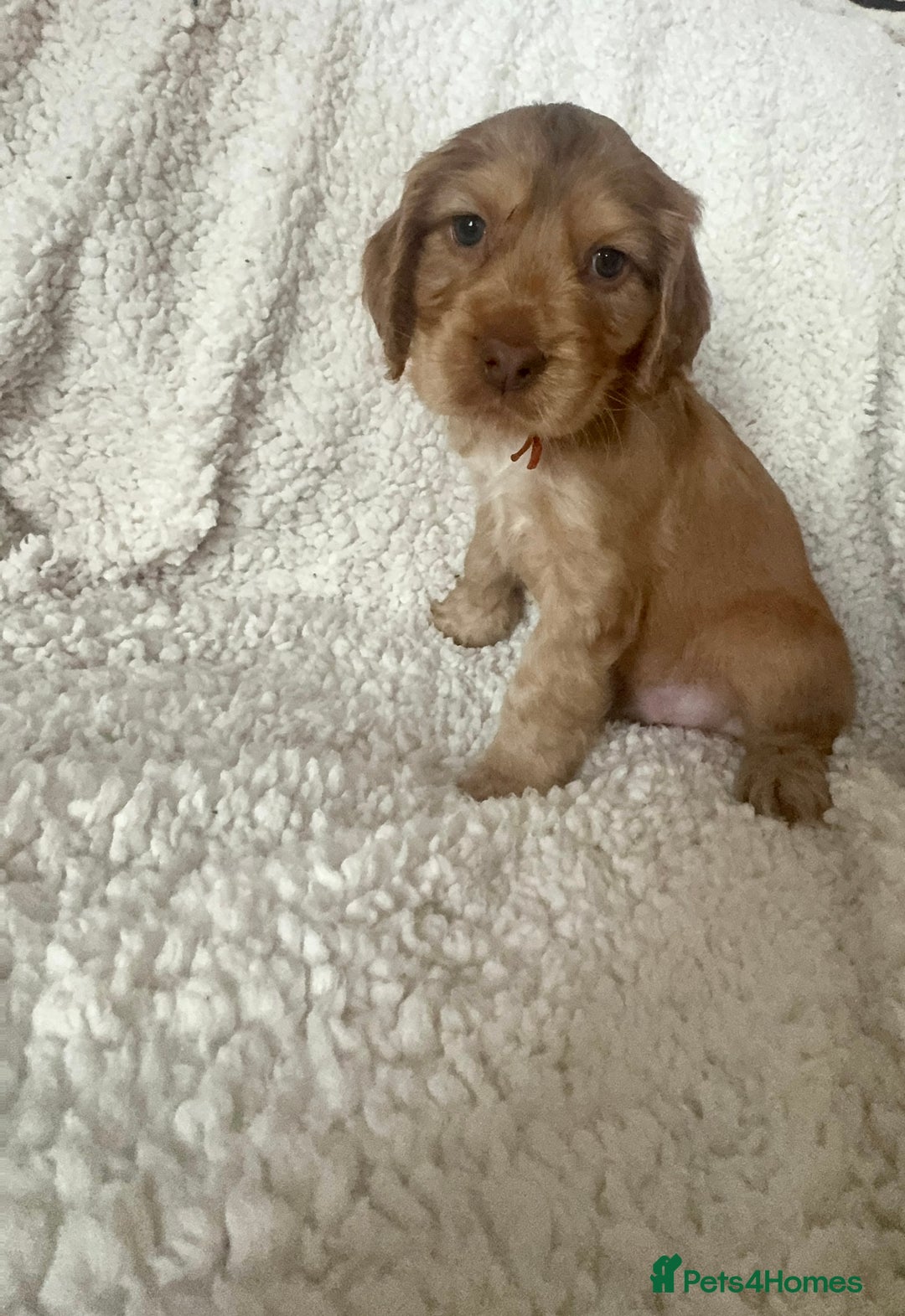 Cocker Spaniel dogs for sale: Show cocker spaniel pups ready 4th November  - Image 38