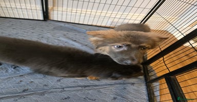 German Shepherd dogs - Advert 14