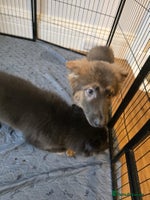 German Shepherd dogs - Advert 14