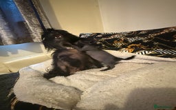Chinese Crested dogs for sale: Beautiful little Chinese crested hairless puppy - Image 3
