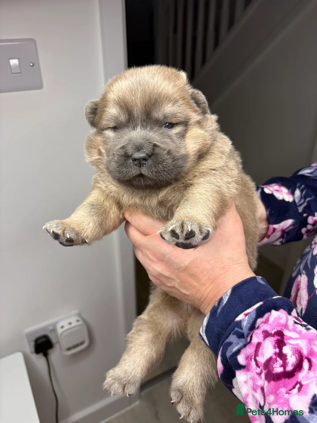 Chow Chow dogs for sale: 4 gorgeous chow chow’s - Advert 3