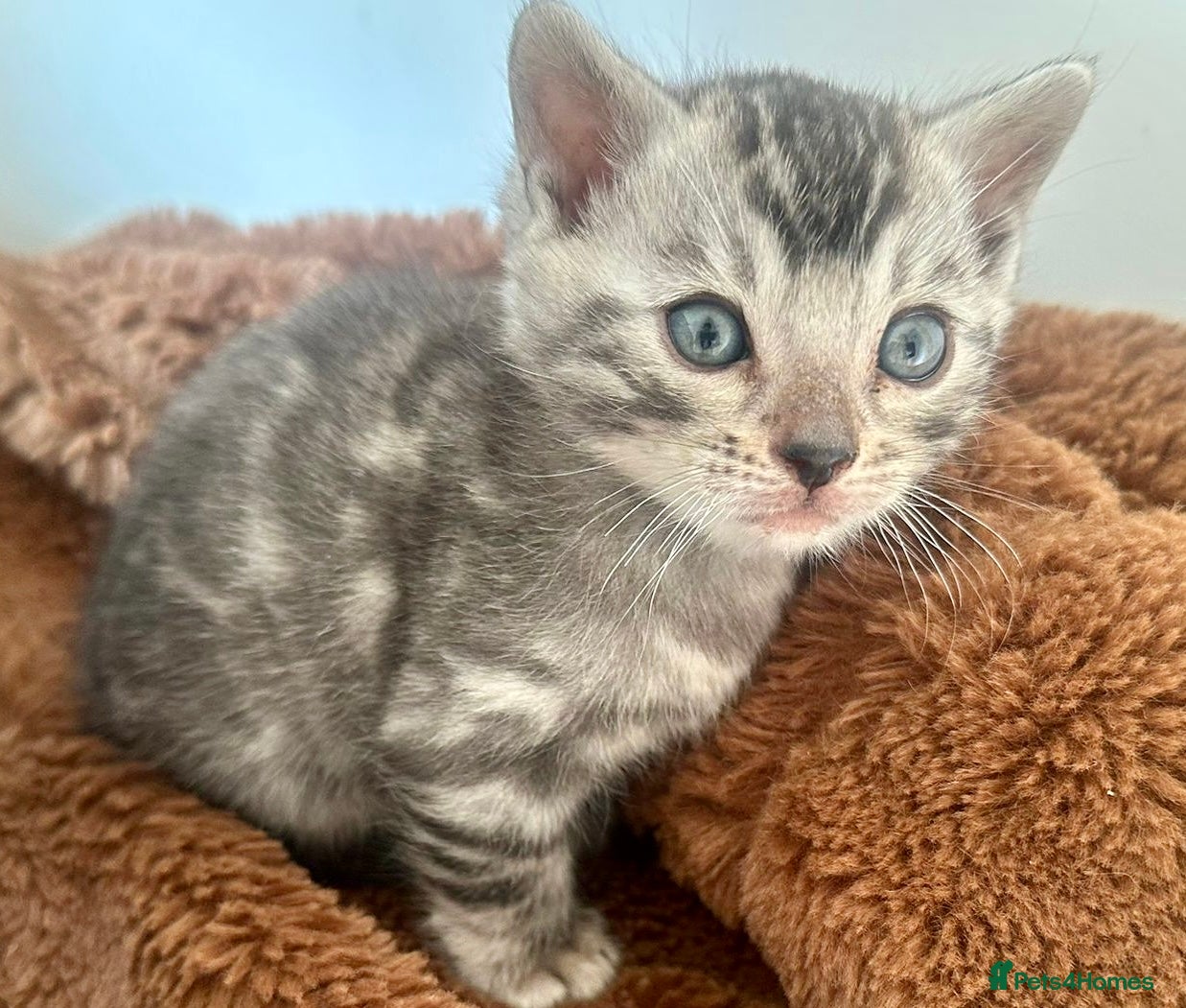 Bengal cats Rare Silver Grey Marbled Bengal TICA Kittens  - Advert 1