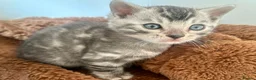 Bengal cats for sale: Rare Silver Grey Marbled Bengal TICA Kittens  - Advert 1