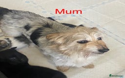 Mixed Breed dogs for sale: Jack-A-terrain puppies - Image 1