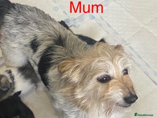 Mixed Breed dogs for sale - Advert 1