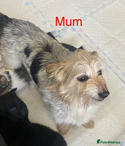 Mixed Breed dogs - Advert 9