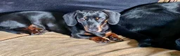 Miniature Dachshund dogs for stud: Miniature Dachshund Stud Short Haired in Colchester - Advert 5