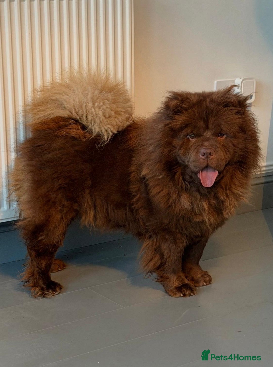 Chow Chow dogs for sale: 1 year old kc reg chocolate female chow chow - Advert 3