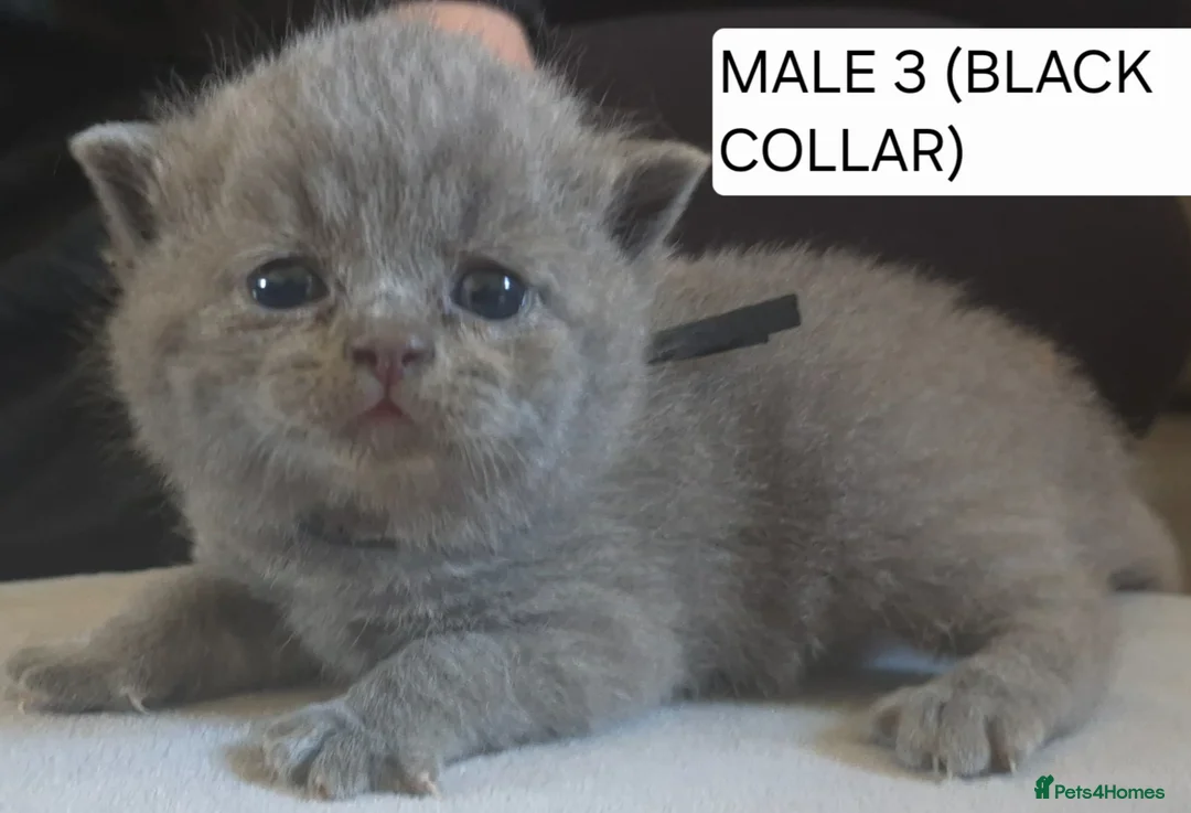 British Shorthair cats for sale: PURE BREED BRITISH SHORTHAIR KITTENS - Advert 8