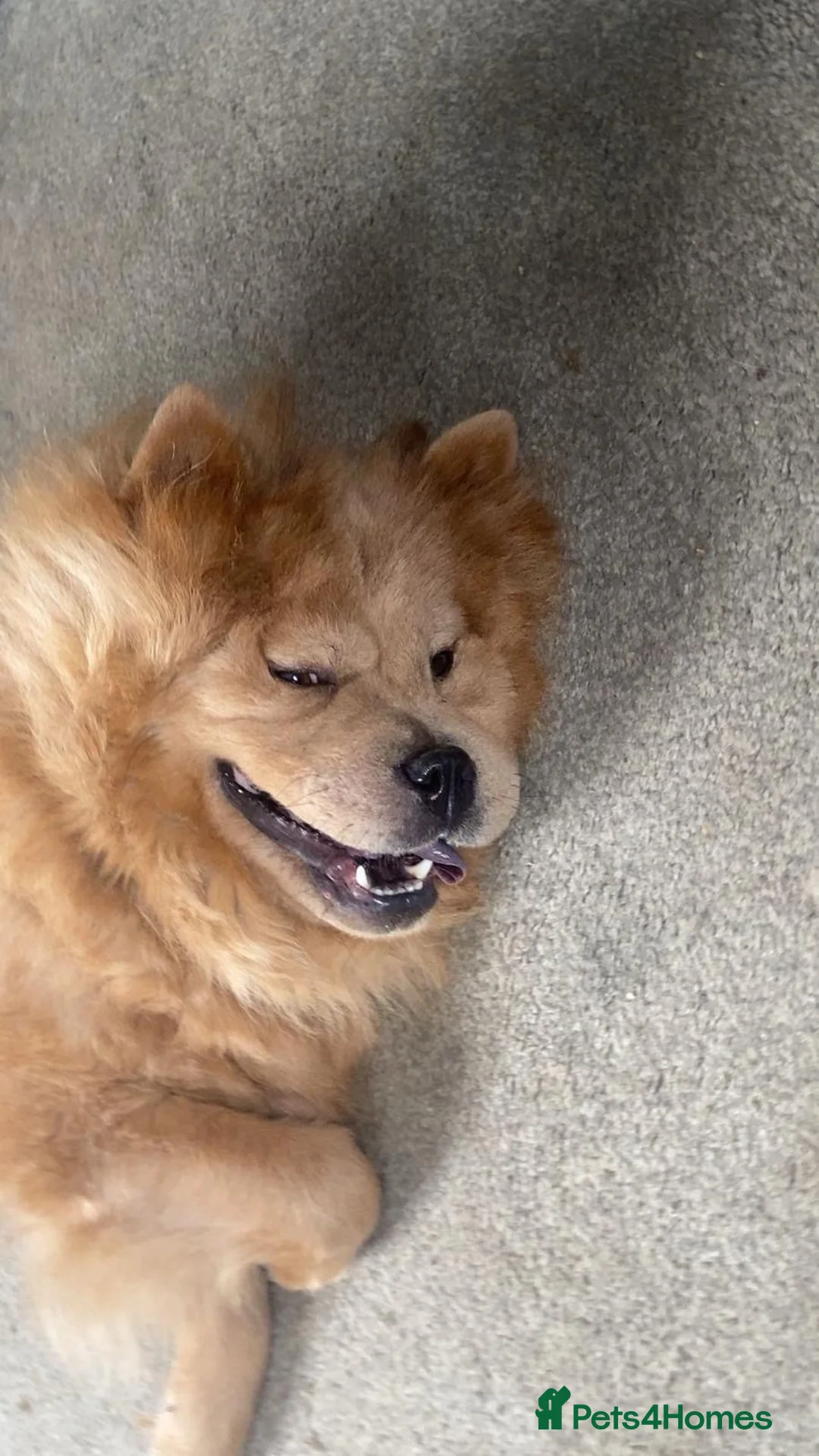 Chow Chow dogs for sale: Chow chow  - Advert 2