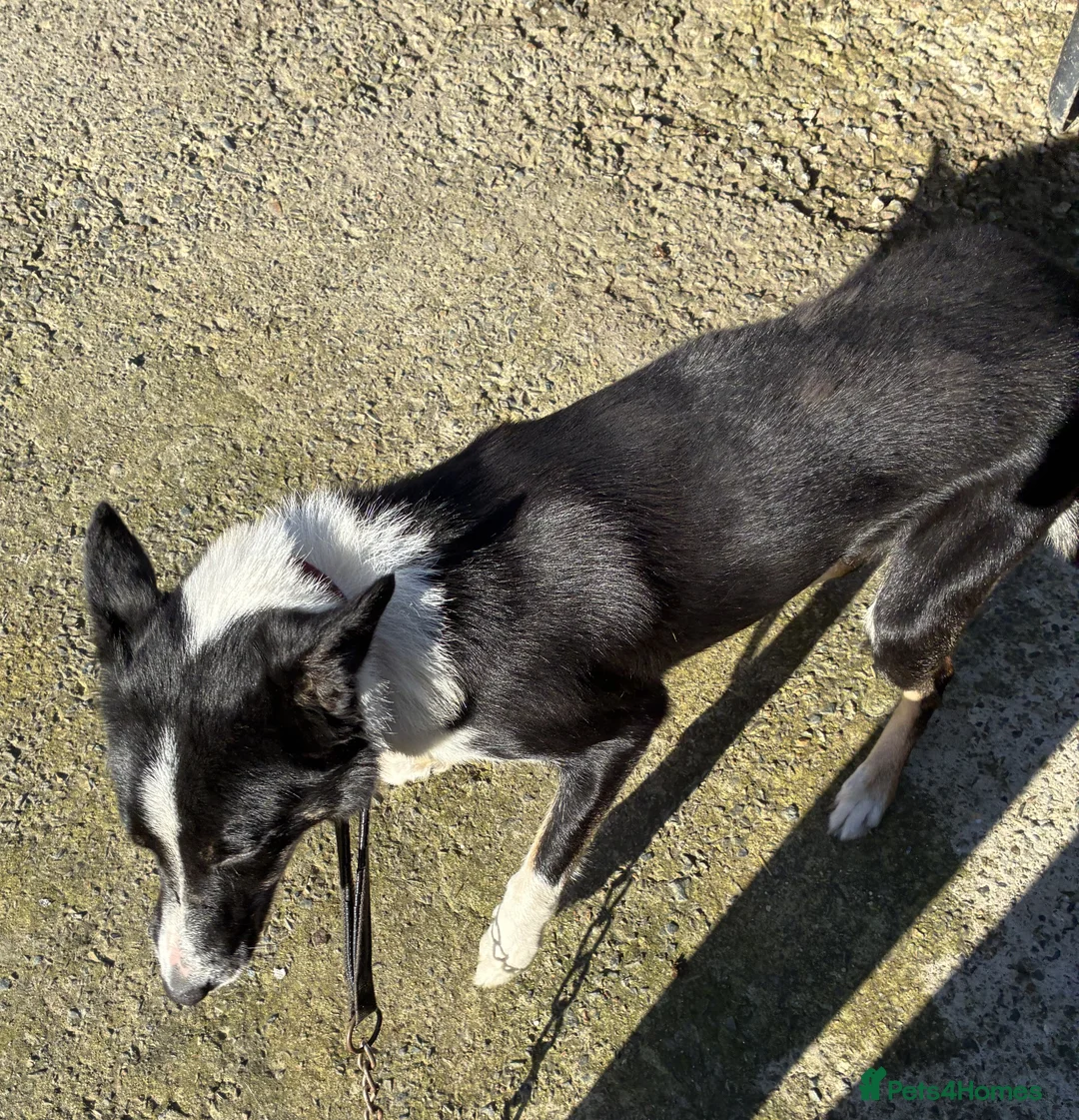 Border Collie dogs for adoption: Molly 3yr old Border Collie - Advert 3
