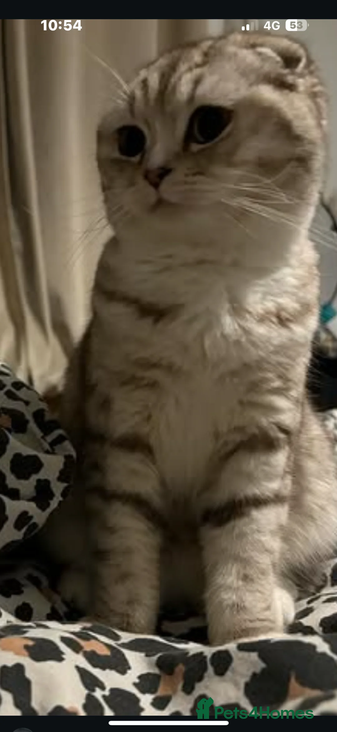 Scottish Fold cats for sale: Scottish folds kittens  - Advert 1