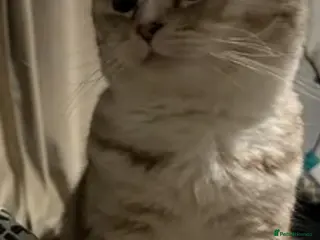 Scottish Fold cats Scottish folds kittens - Advert 1