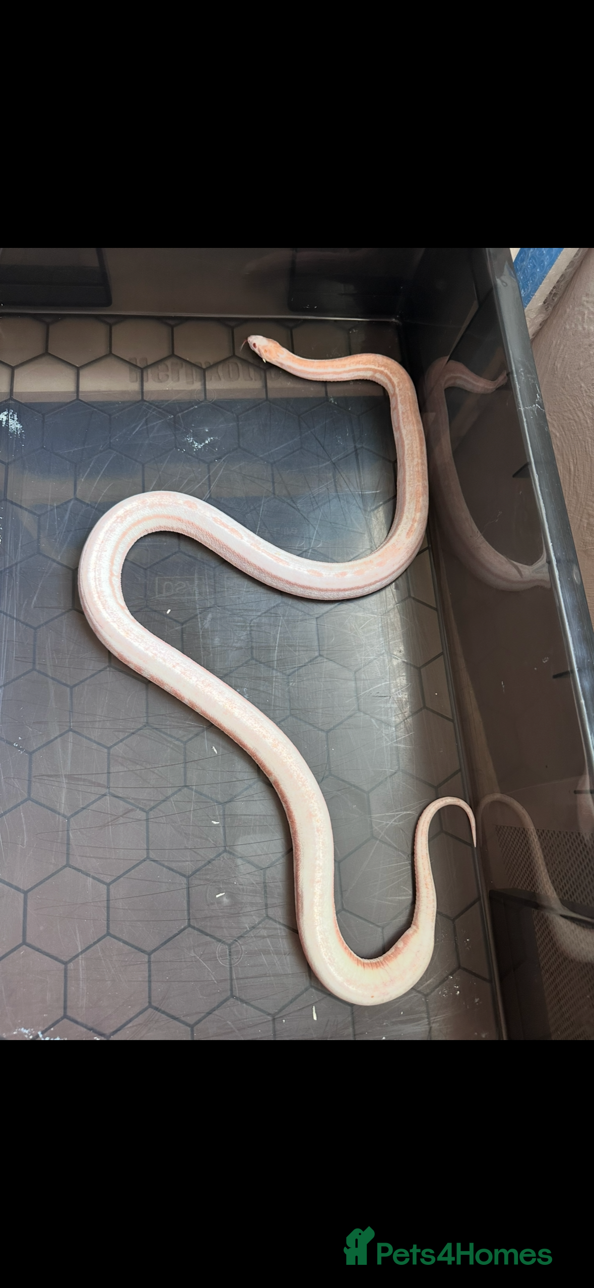 Corn Snake reptiles Corn snake adult corn snake female  - Advert 6