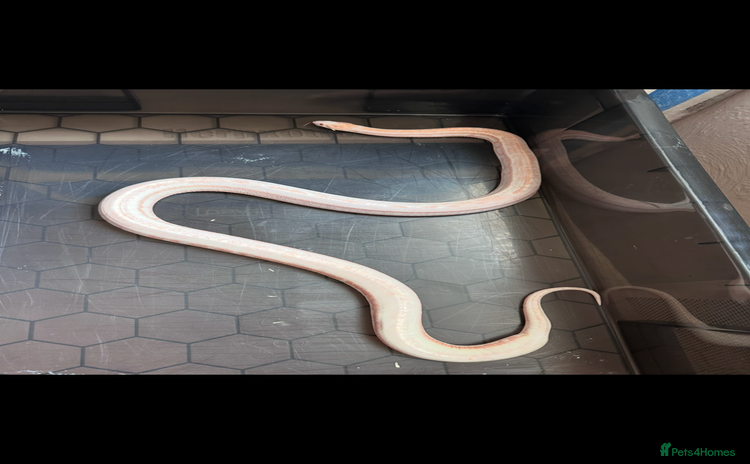 Corn Snake reptiles Corn snake adult corn snake female  - Advert 2