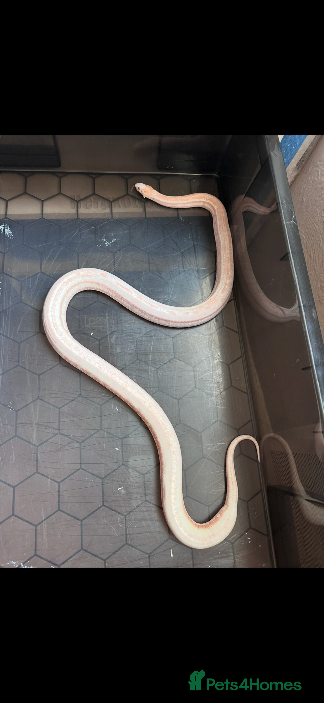 Corn Snake reptiles for sale: Corn snake adult corn snake female  - Advert 1