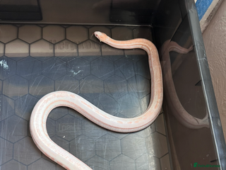 Corn Snake reptiles Corn snake adult corn snake female - Advert 2