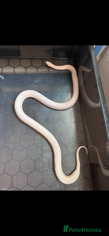 Corn Snake reptiles Corn snake adult corn snake female - Advert 1