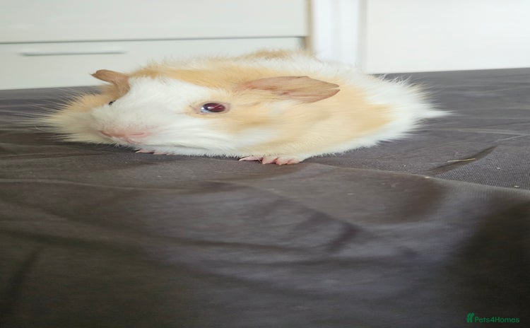 Guinea Pig rodents - Advert 5