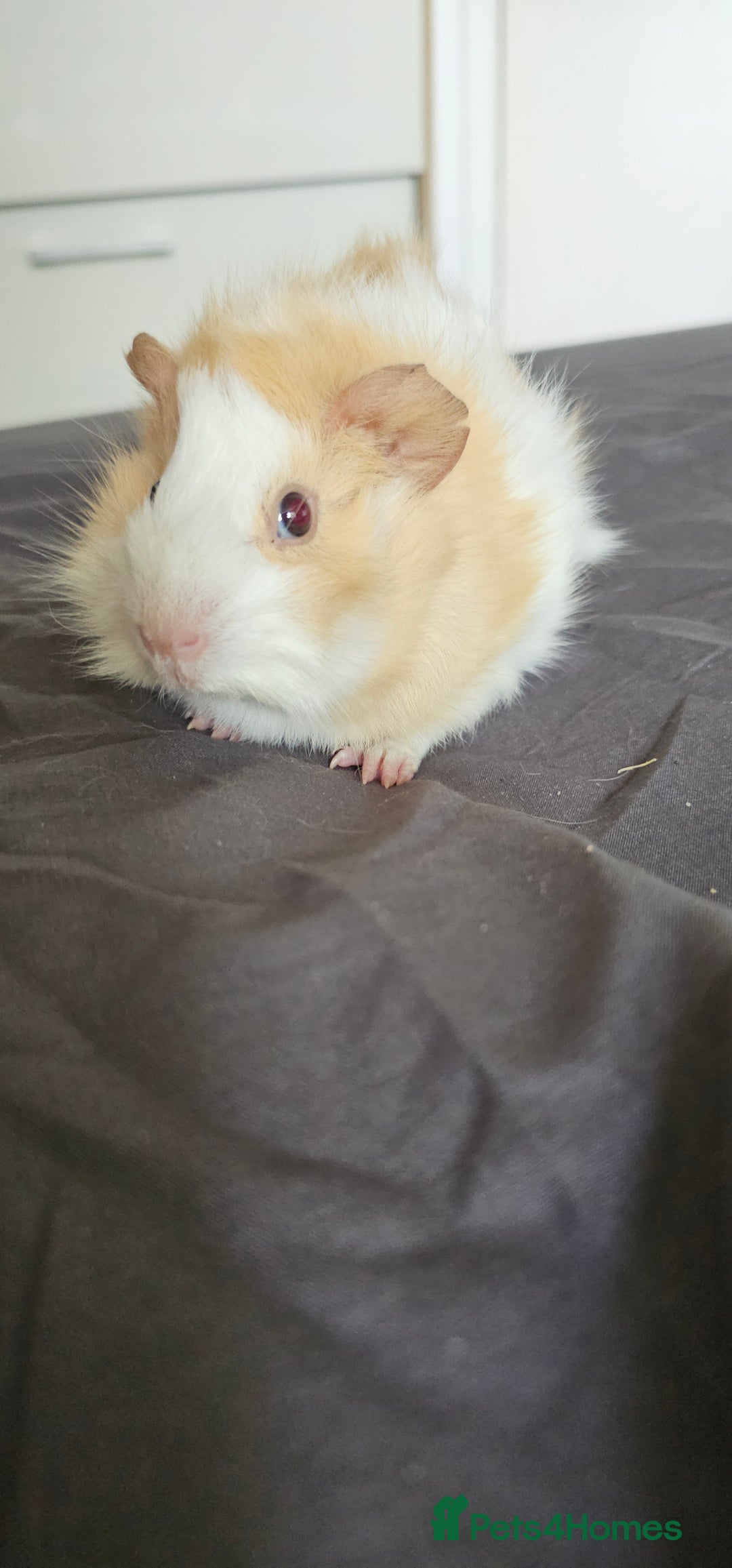 Guinea Pig rodents for sale: 2 female guinea pigs - Image 1