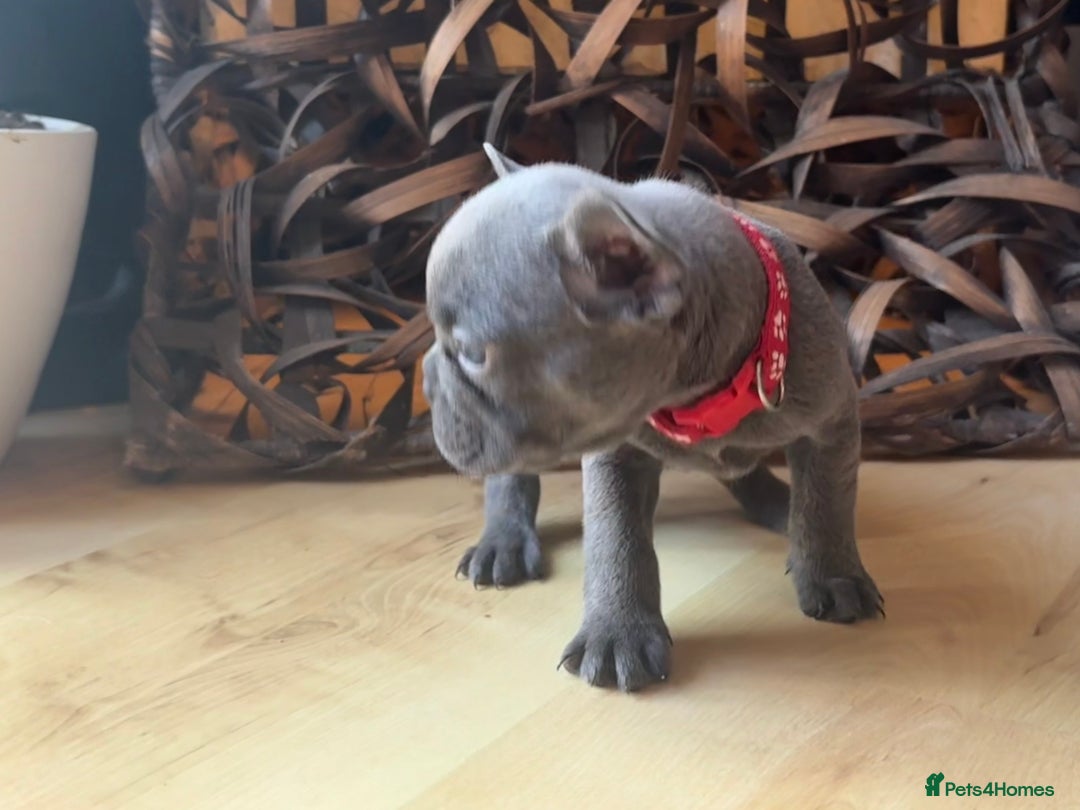 French Bulldog dogs for sale: READY NOW Pedigree New shade Isabella’s and Lilacs - Advert 11